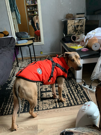 2022 Newest Dog Waterproof Winter Jacket with Built-in Harness