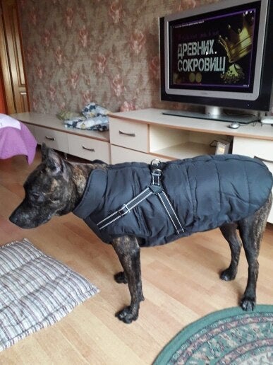 2022 Newest Dog Waterproof Winter Jacket with Built-in Harness